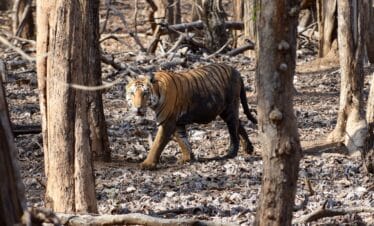Pench Tiger Reserve Tour Package