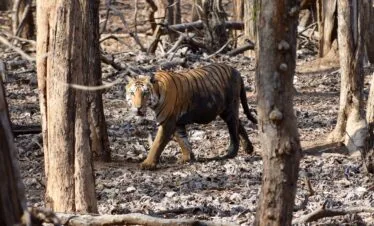 Pench Tiger Reserve Tour Package